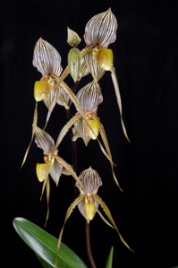 Paphiopedilum Saint Swithin Sunset Valley Orchids FCC/AOS 90 pts. Inflorescence
